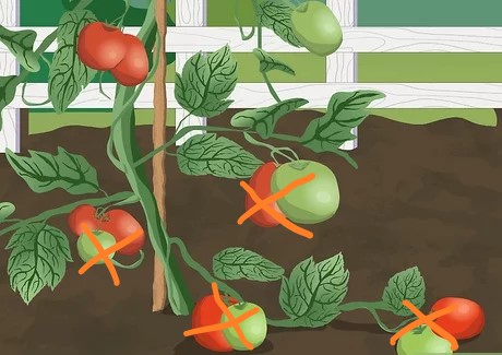 trồng cà chua sai cách